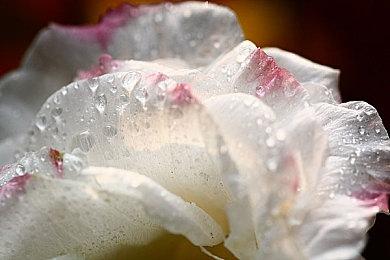 哥特式黑暗一战TPS《Trench Tales》11分钟实机